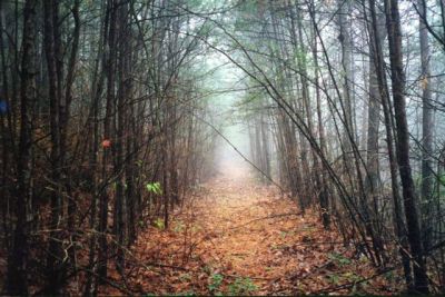 Foggy Trail
Photo by Lisa Lemmons-Powers
