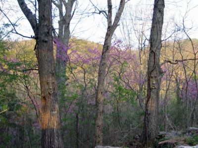 Tree Ents?
Photo by Lisa Lemmons-Powers
