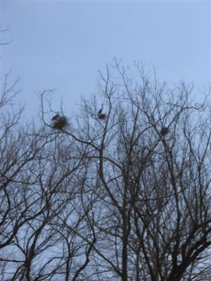 Herons in Tree-Nests
Photo by Lisa Lemmons-Powers
