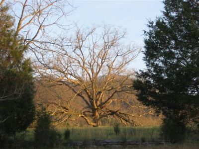 Interesting Tree
in the Sunlight,
Photo by Lisa Lemmons-Powers
