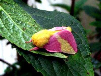 Impressive Moth
Photo by Lisa Lemmons-Powers
