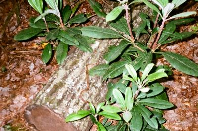Snake
...small, brown mountain snake on log in Jones Branch on the AT
