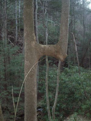 The Arm Tree
...in the Sampson Wilderness, Sill Branch Trail.
