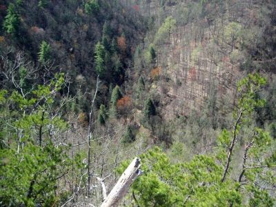 View From Sill Branch Overlook
Looking straight down into Sill Branch, where the south fork and north fork combine
