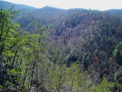 View From Sill Branch Overlook
Looking over at the the Middle Ridge in Sill Branch
(2009)
