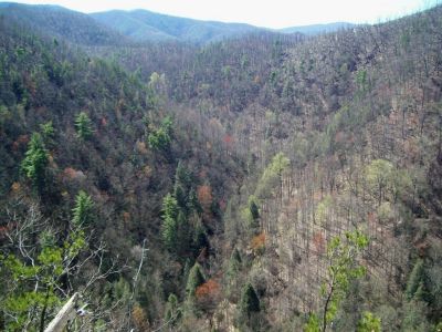 View From Sill Branch Overlook
South Fork Sill Branch, the Big Pine Ridge 'Land-Bridge' and Rich Mountain
