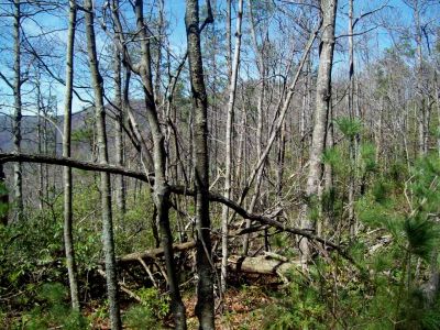 Meatgrinder Ridge
Heading upwards after the Monkeyhead rocks
