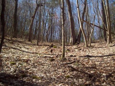 Sill Branch Overlook Trail
almost there...
