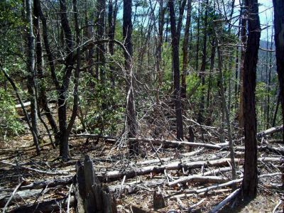 Meatgrinder Ridge
Pine bark beetle damage has completely closed the trail in many places.
Spring, 2009
