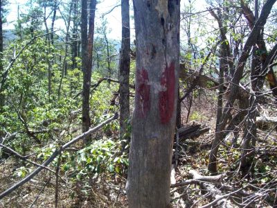 Red Tree on Meatgrinder Ridge 'trail'
Bastard Blazing ?
