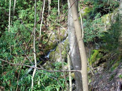 North Fork Sill Branch
Forgotten falls above the upper falls...
photo by Rat
