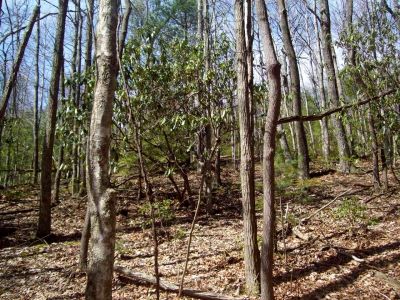Old log road and spring
Looking back where we came off Meatgrinder Ridge to the old log road/spring
