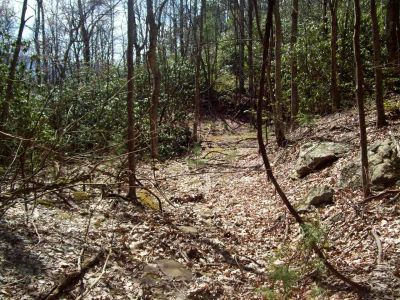 Old Log Road at Spring
Spring and old log road after exiting Meatgrinder ridge. This is actually where one of the main sources of North Sill Br.bubbles out of the ground.
