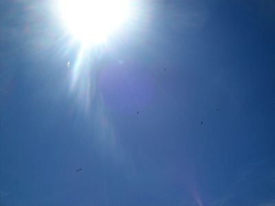 Turkey Buzzards
The Uragu`s circled above us waiting on us to leave' their' perch on the Monkey head rocks.
Photo by Rat

