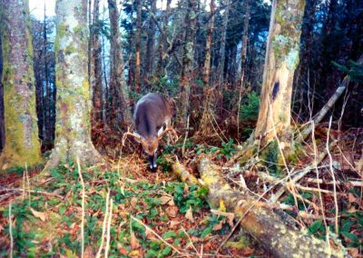 Deer in the Smokies
Photo by Rat
1991
