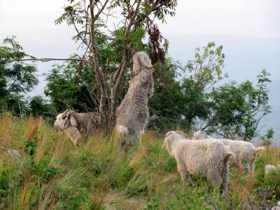 Goats on Roan Mountain
Photo by RAT 
7-11-2010
