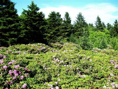 Rhodo Gardens
Taken 6-24-09
