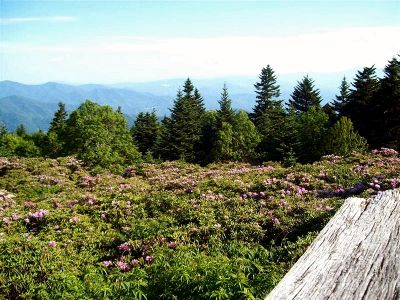 Rhodo Gardens
Taken 6-24-09
