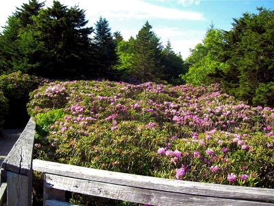 Rhododendron Gardens
Photo by Rat
6-24-09
