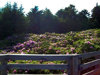 Rhodo Gardens
Taken 6-24-09
