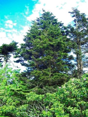 Huge Pine Tree
Photo by Rat
 6-24-09
