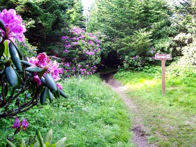 Trail To Rhododendron Gardens
Photo by Rat
6-24-09
