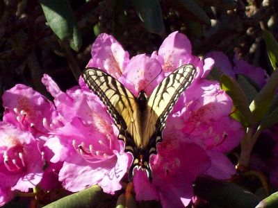 Butterfly On Rhododendron 
Photo by Rat
6-24-09
