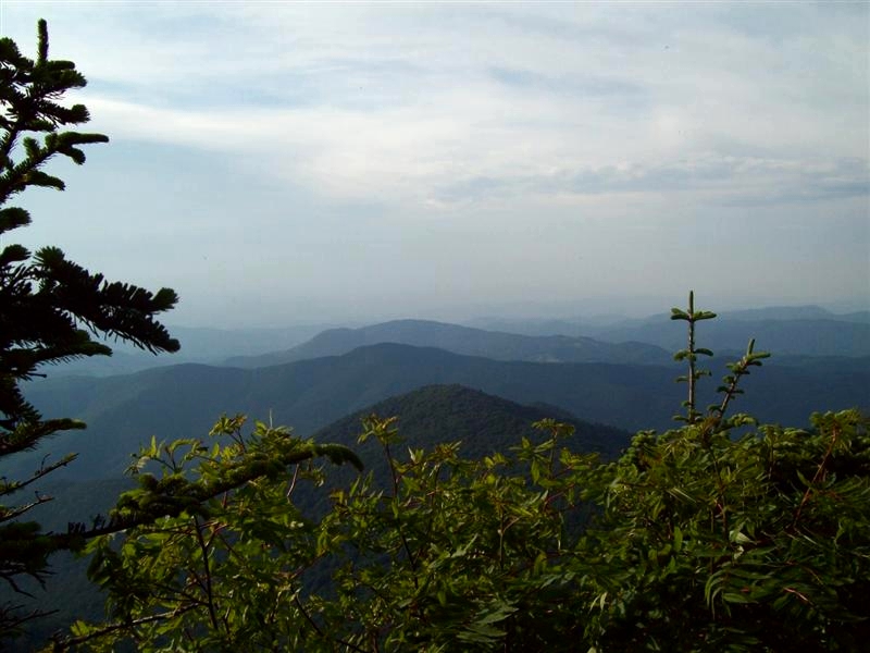 roan95.jpg