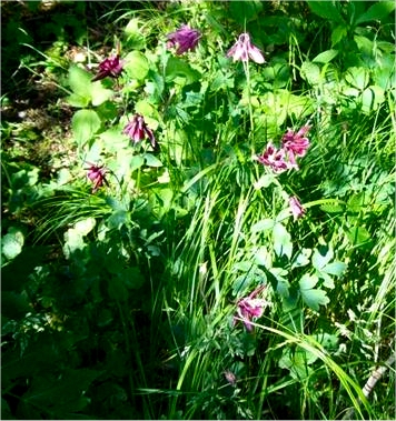 Wildflowers found in the Gardens
Taken 6-24-09
