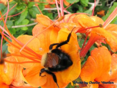 Bee on Azalea 
...on Roan Mountain.
Photo taken by Charlie Warden
