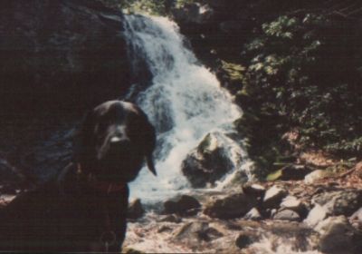Middle Spring ridge area falls 
Schwartz Hund we miss you !
