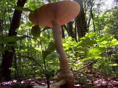 Mushroom on Steroids
Foot tall mushroom on Snowbird Mountain,
August 2009
