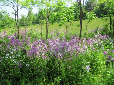 Wildflowers at Hoppy and Birdys place
Trail Days, 2010
