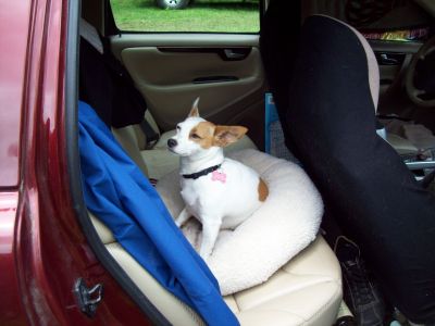 Buzzie Bluegrass
Trail Days, 2008
