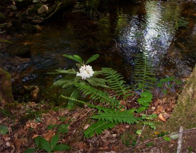 Eu-fern-ia
along the Jones Branch
