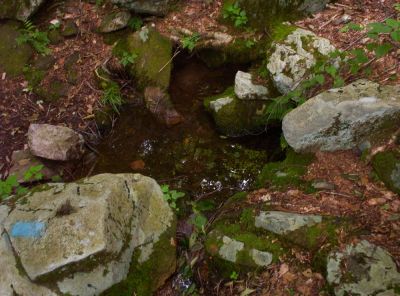 Spring on Unaka Mountain
This one is near the 'Beauty Spot', July 2009
