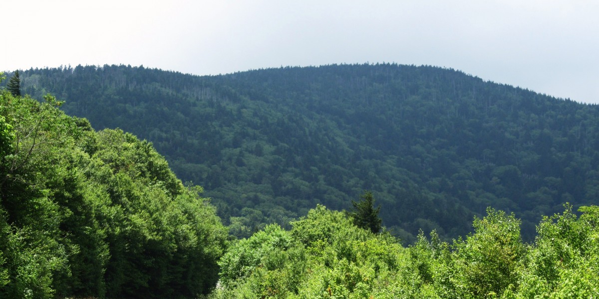 2262,_Roan_High_Knob,_7-10.jpg