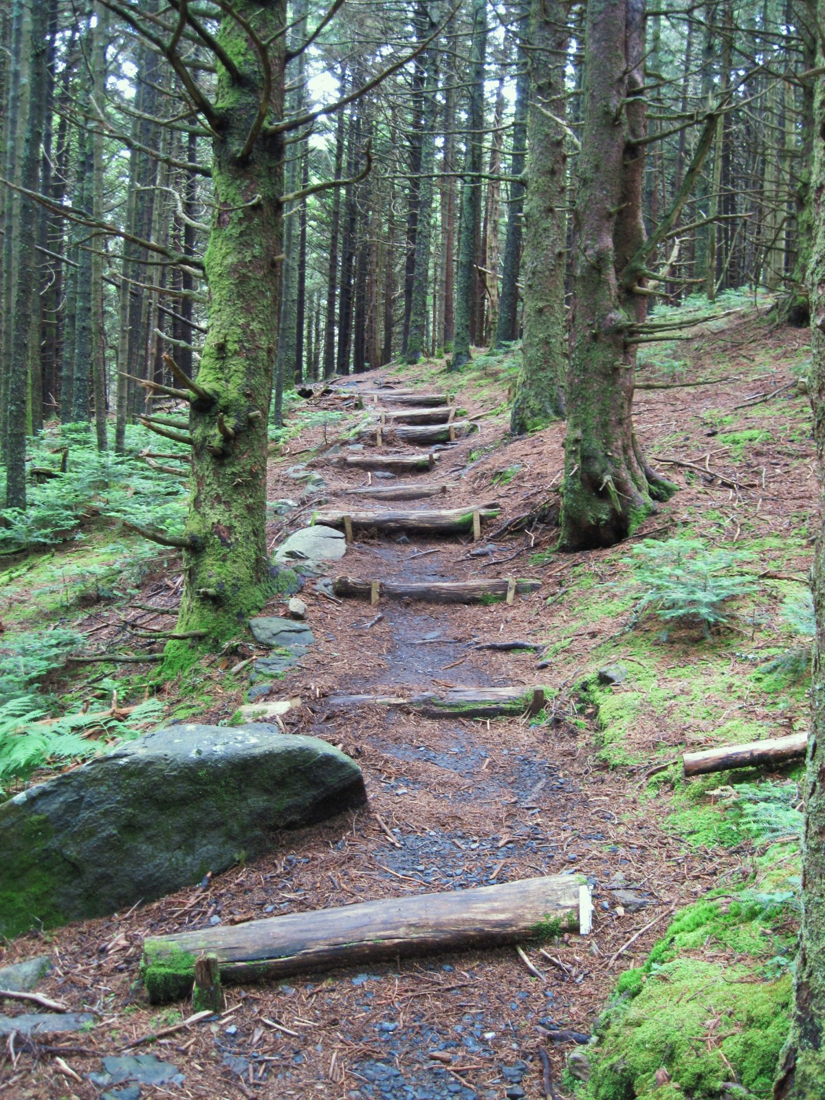 2267,_Roan_High_Knob_Trail,_7-10.jpg