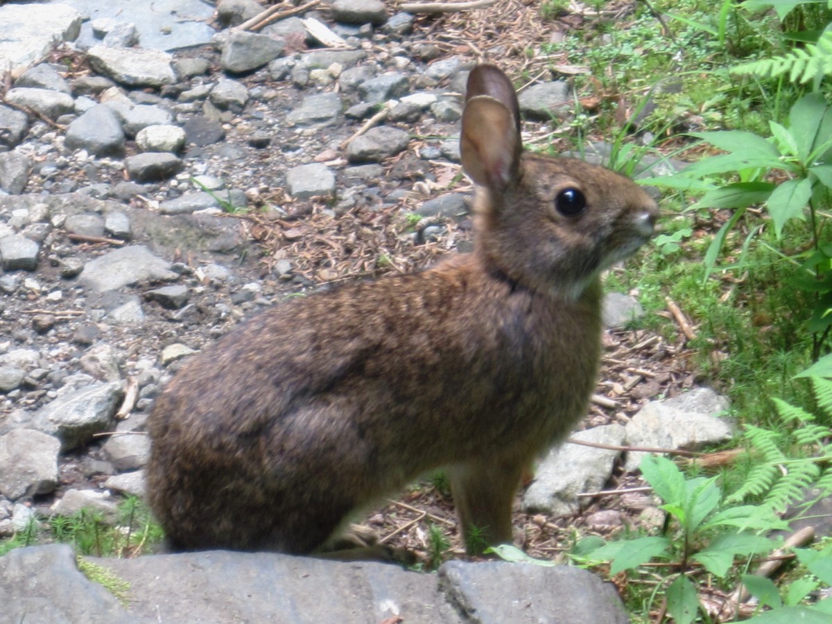 2346,_rabbit_on_Roan_High_Knob_trail,_7-2010.jpg