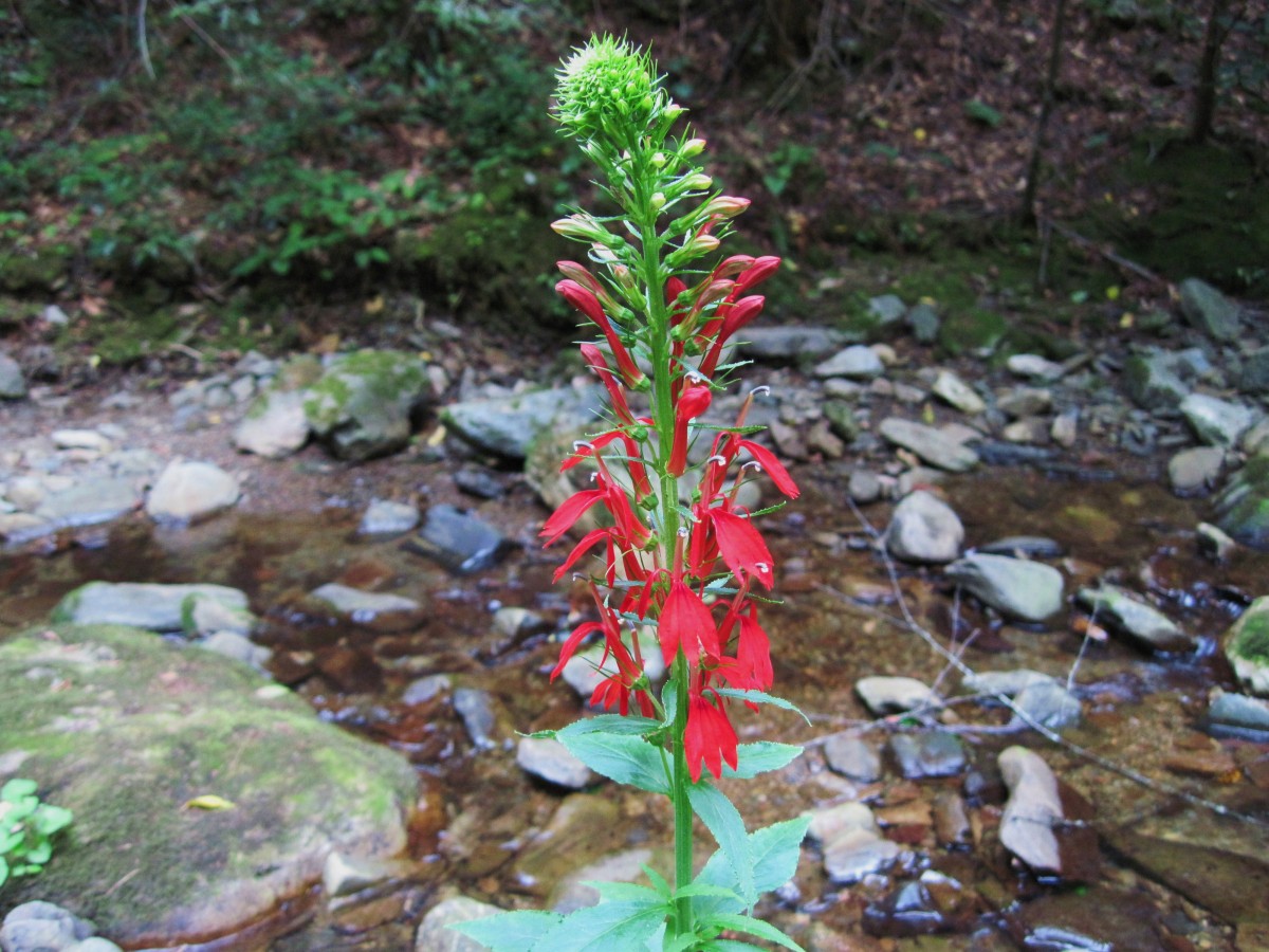 2433,_cardinal_flower,_Sampson_Wilderness,_8-2010.jpg