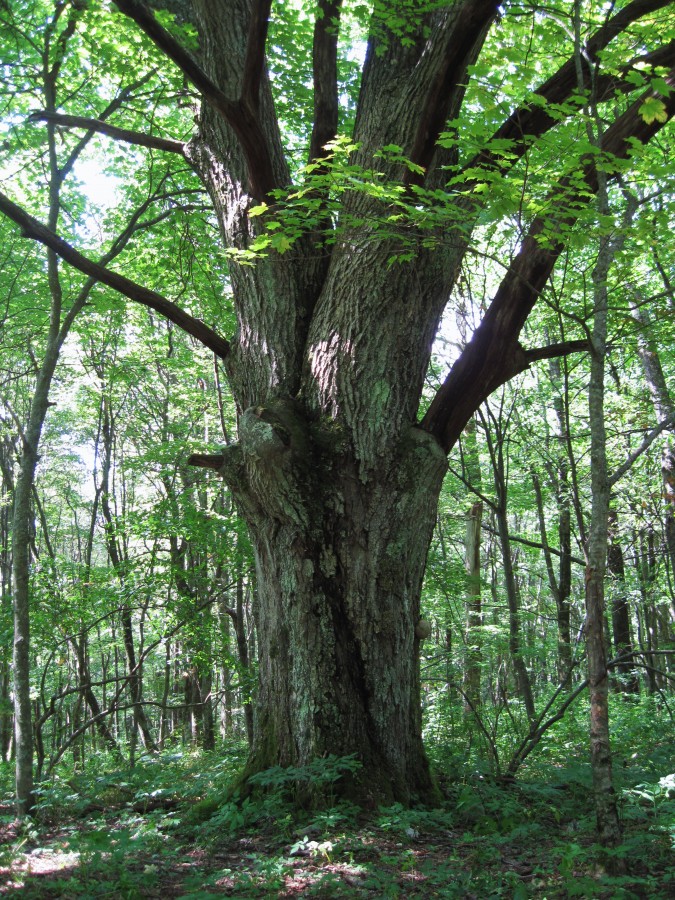 2563,_really_old_tree,_Coldspring_Mnt,_8-2010.jpg