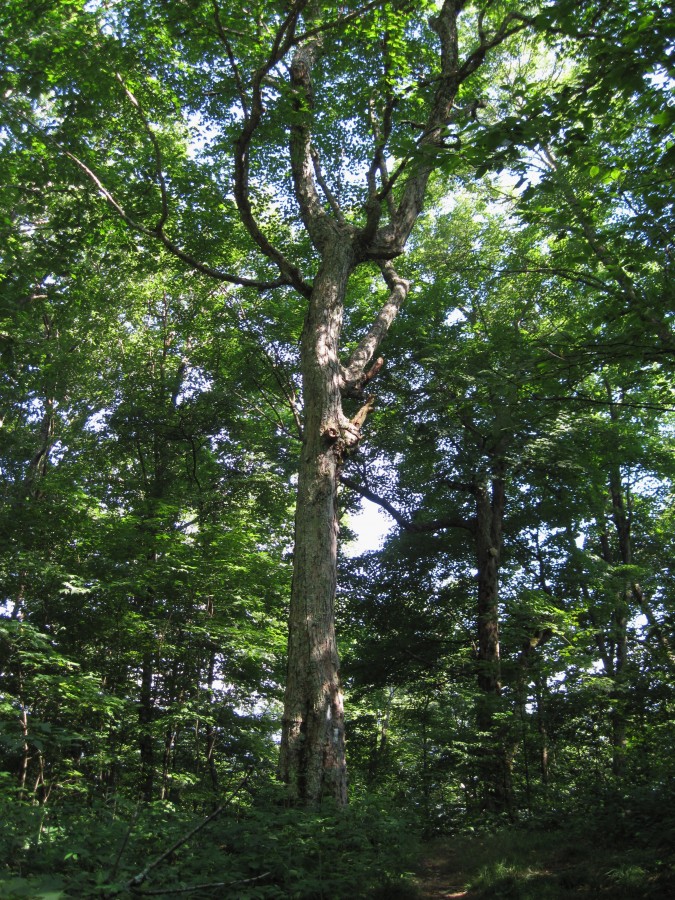 2590,_tree_on_top_of_ridge,_Coldspring_Mnt,_8-2010.jpg