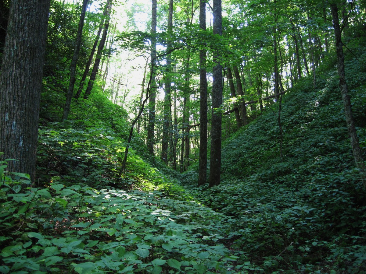 2603,_Flint_Gap,_8-2010.jpg