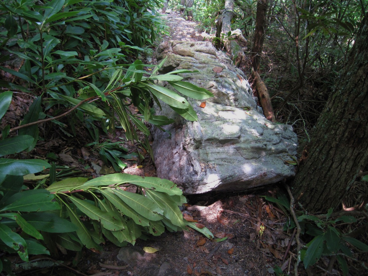 2665,_boulder_in_trail,_Unaka_Mnt,_8-10.jpg