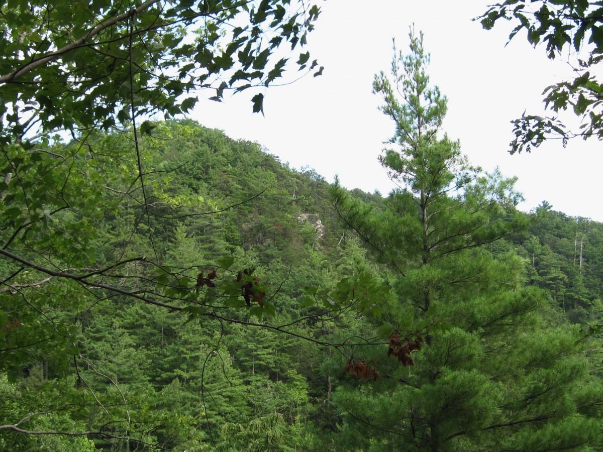 2808,_Jones_Branch_Overlook_and_Knob,_8-10.jpg