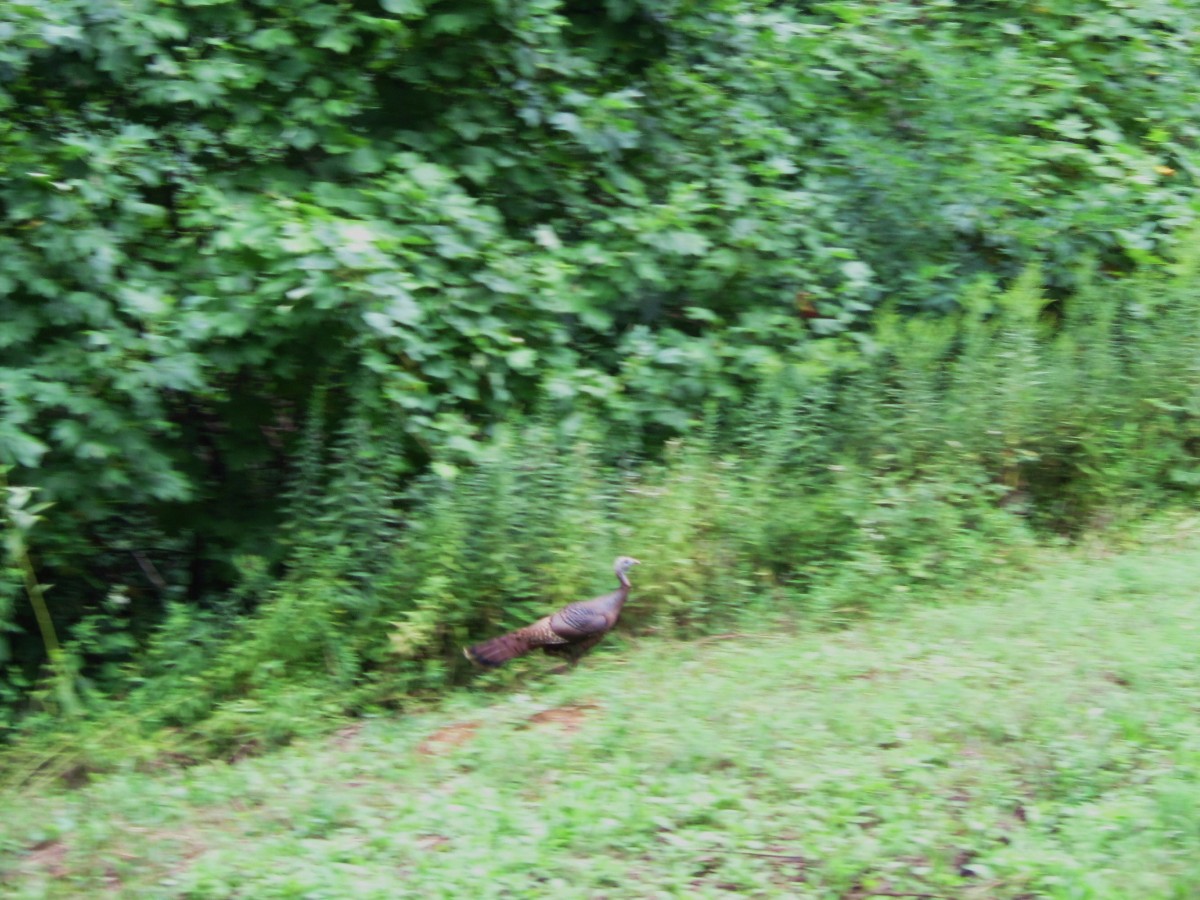 2877,_wild_turkey,_spivey,_8-2010.jpg