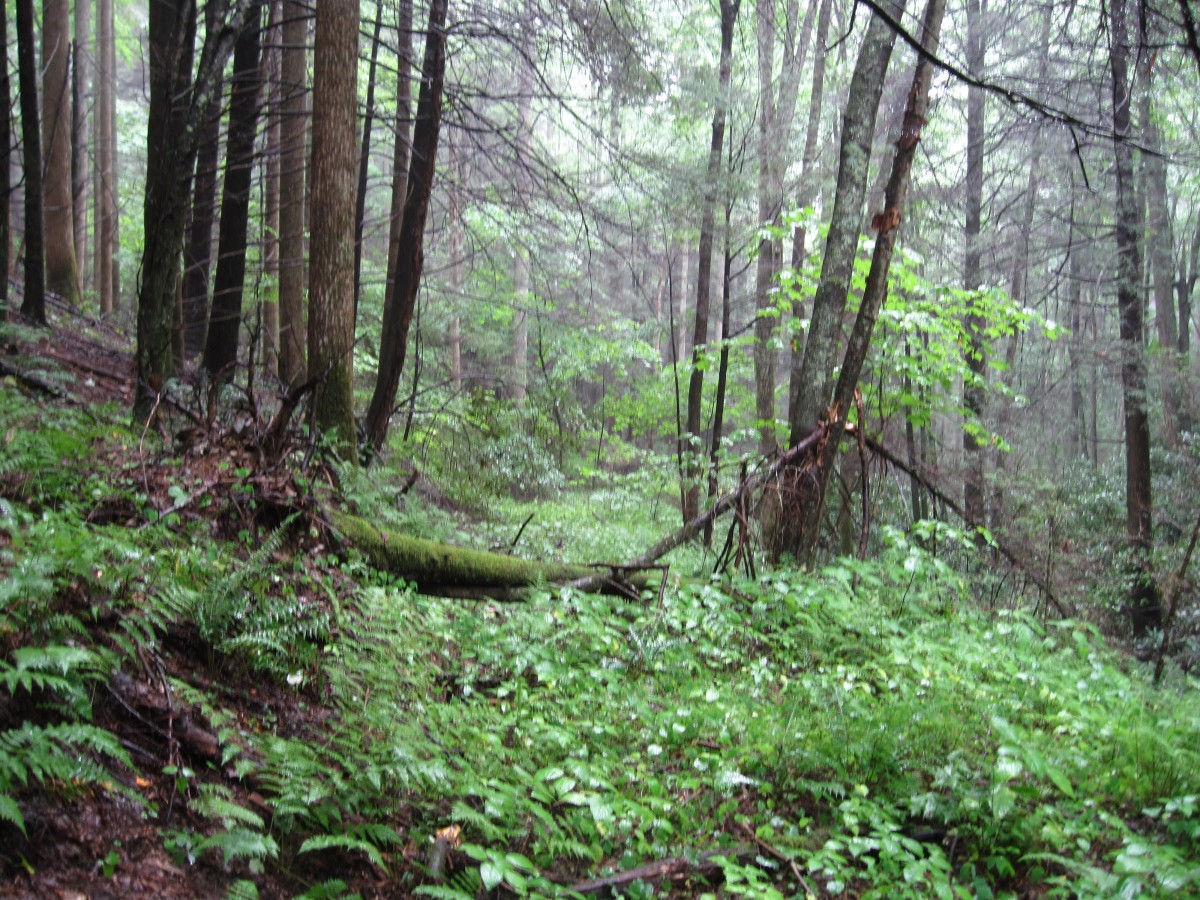 2965,_Devil_s_Creek_Trail,_8-2010.jpg