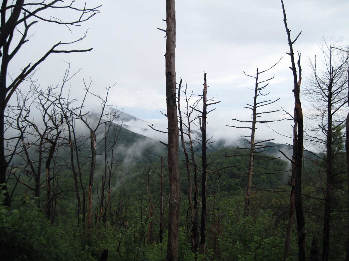 3017,_Ridges_of_Flattop_Mnt_in_the_clouds,_view_from_No_Business_Knob,_8-2010.jpg