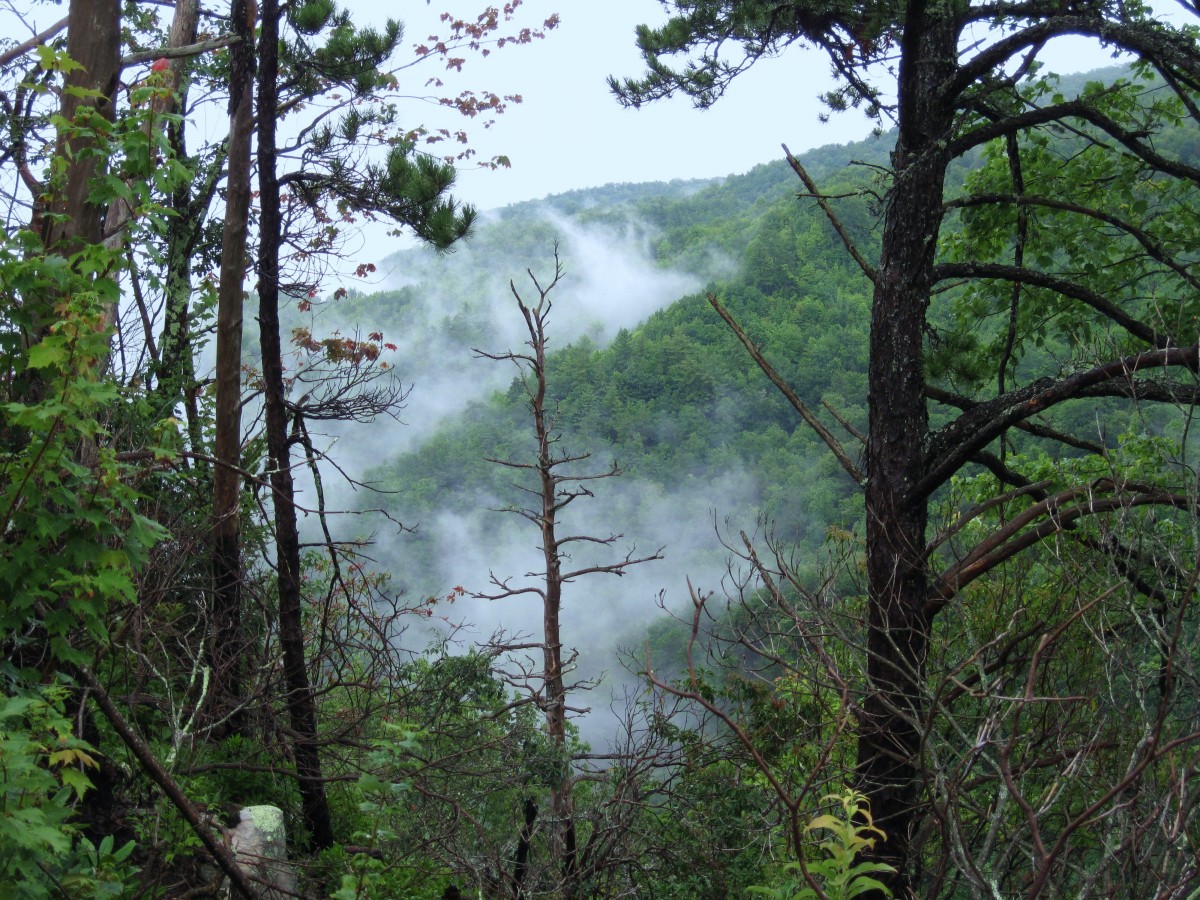 3020,_Devils_Creek_Valley,_view_from_No_Business_Knob,_8-2010.jpg