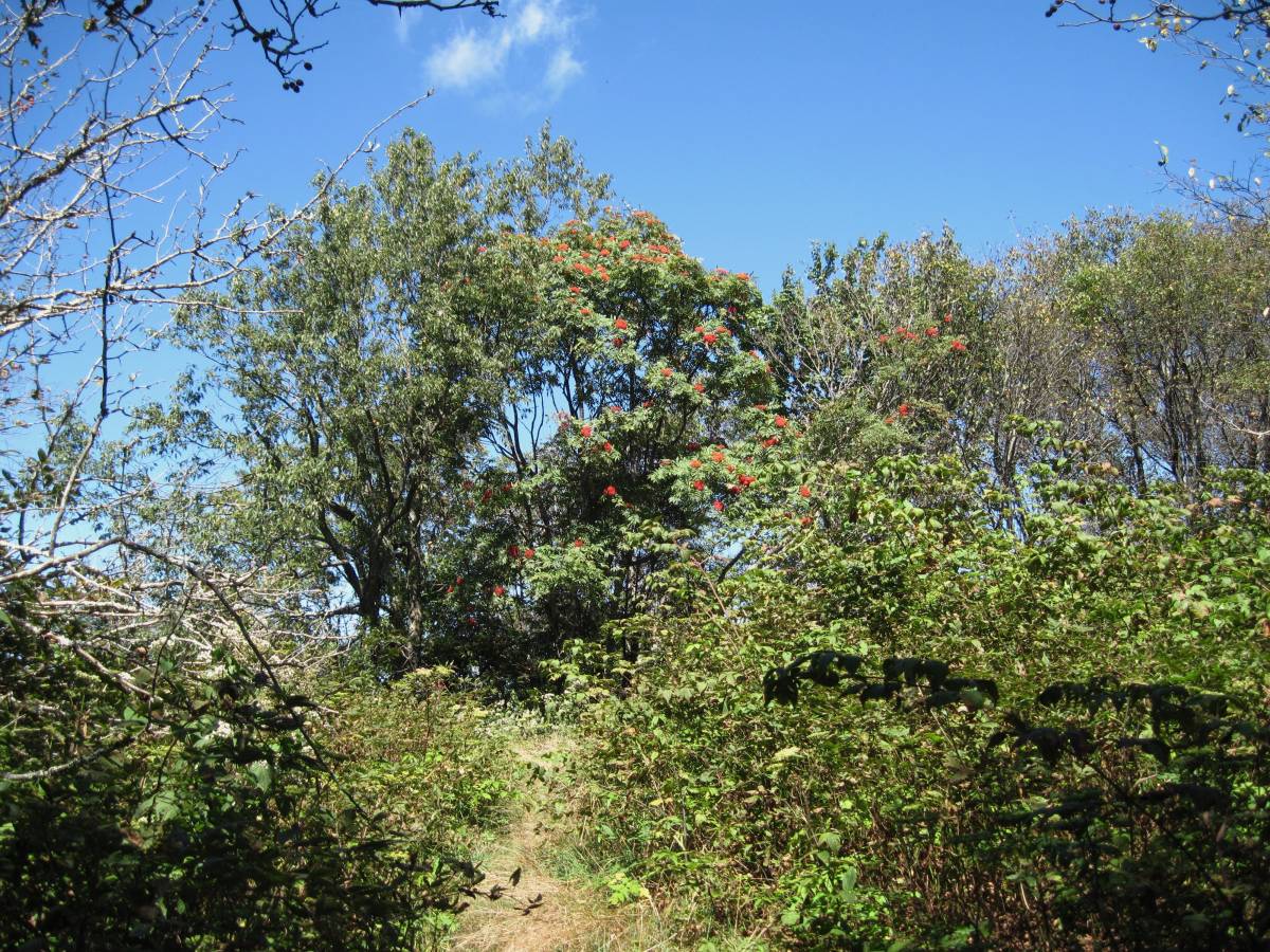 3316,_Bassett_Knob,_weeds,_9-4-10.jpg